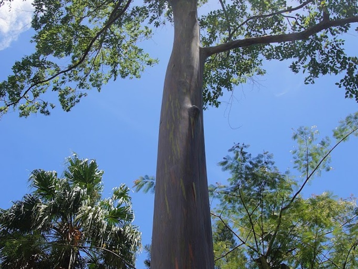 a group of palm trees next to a tree