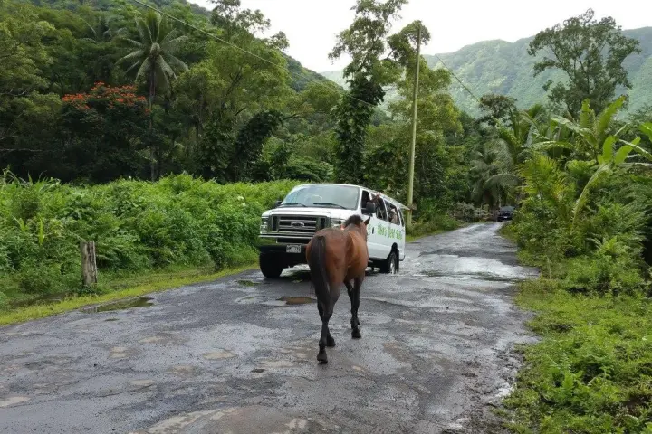 a cow walking down a dirt road