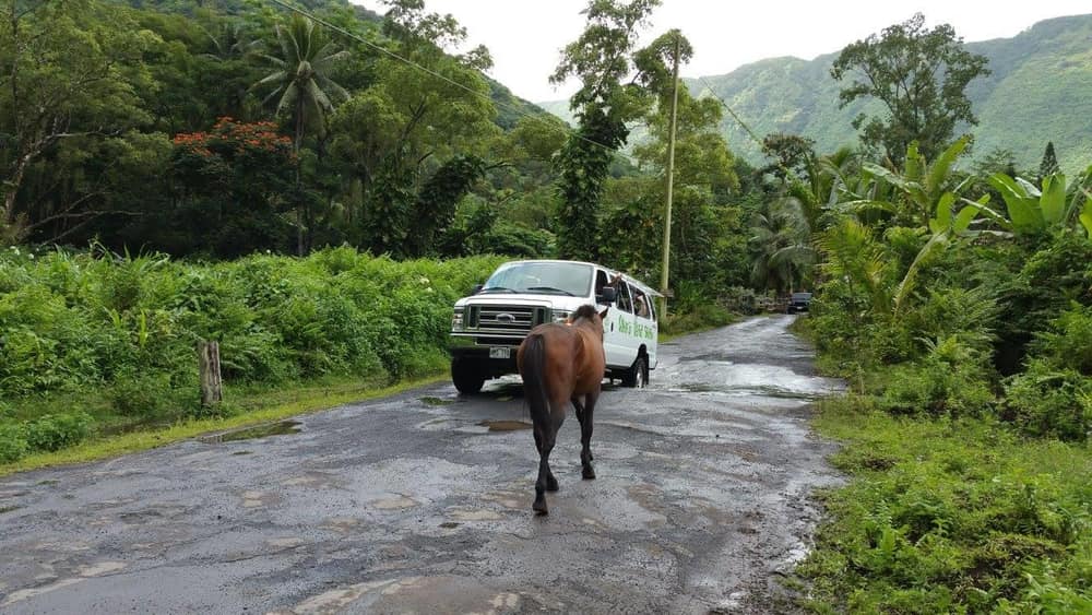 A horse walking on a rural road near a white van amidst tropical greenery.