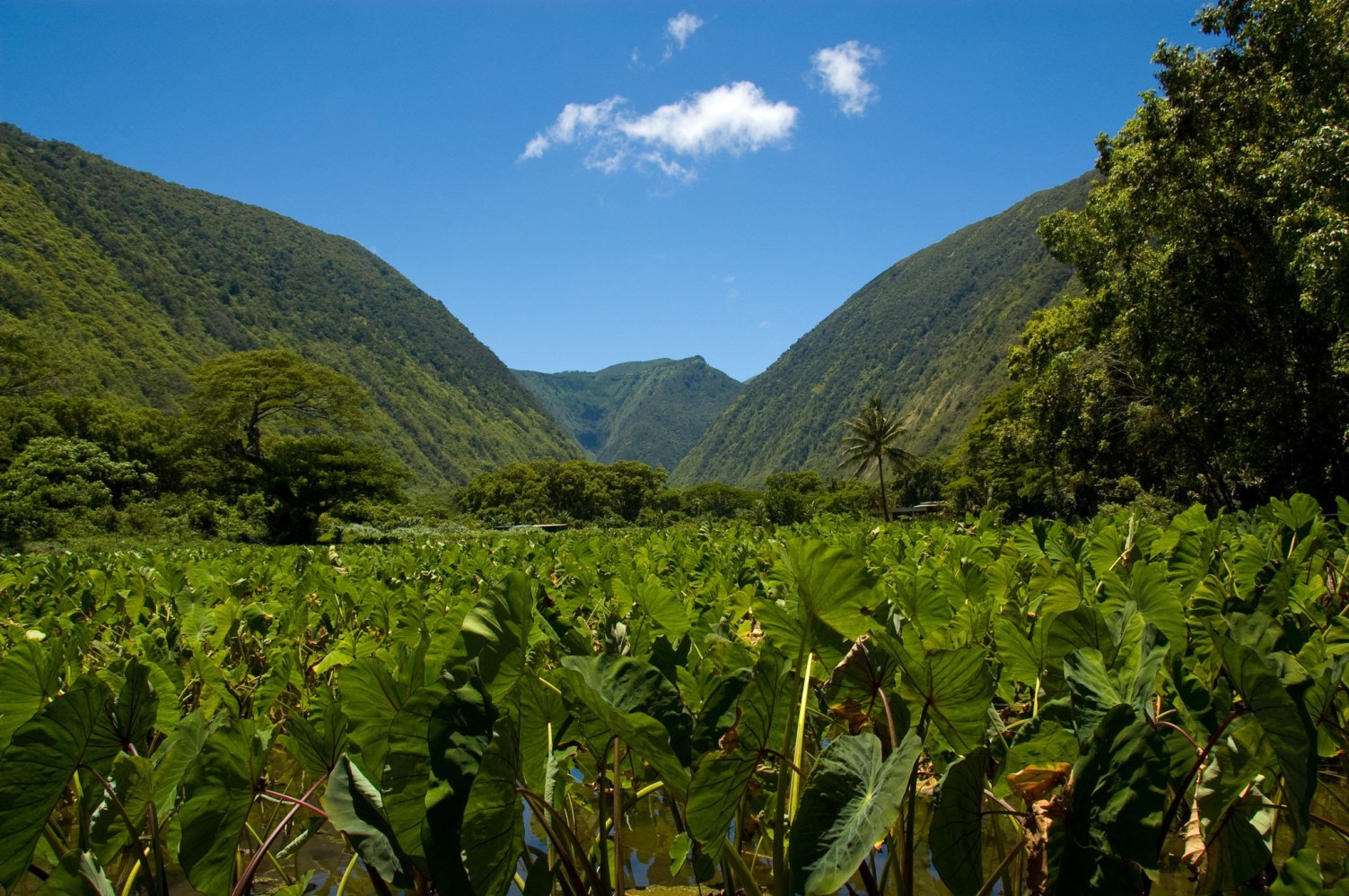  fun things to do in Waipio